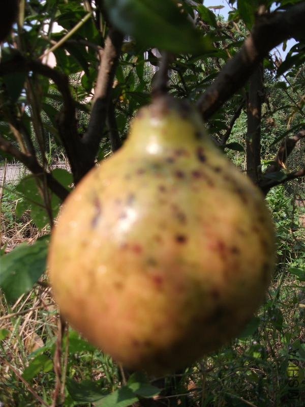 DSCF0171.JPG