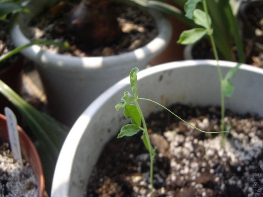 һ������...