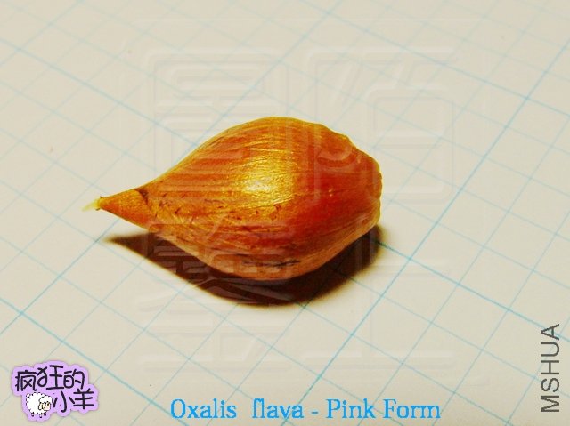 Oxalis  flava - Pink Form  
