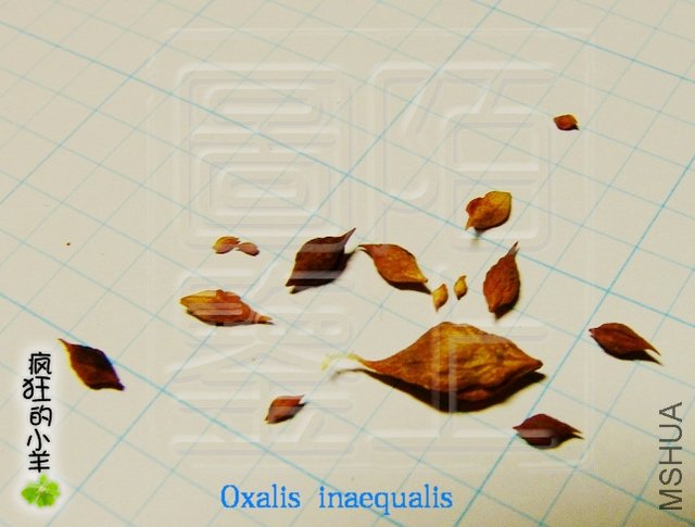  Oxalis  inaequalis   