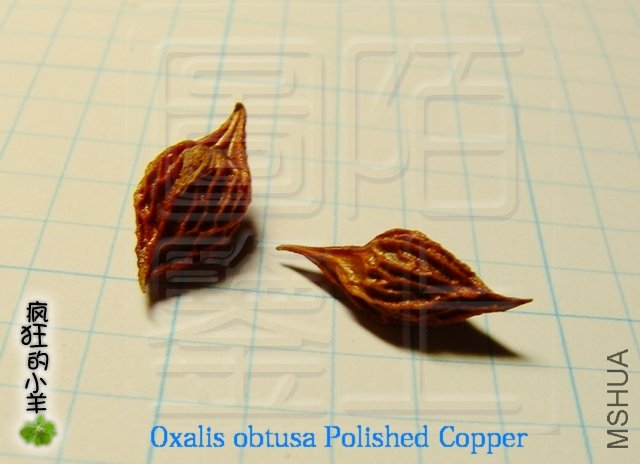 Oxalis obtusa Polished Copper   