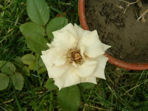 ������С DSCF0008.JPG