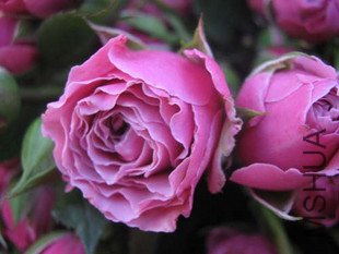 T1sVVvXnBhXXat5jnX_085634_jpg_310x310.jpg