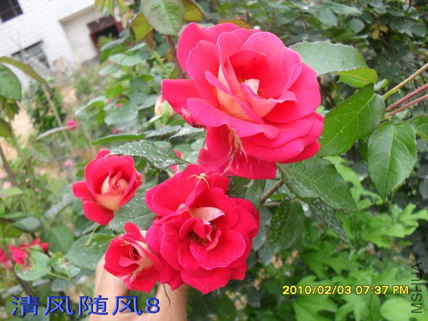 �𱳴���ľ״�¼�11 (3).jpg