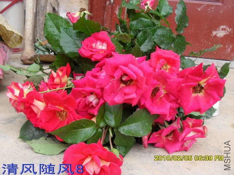 �𱳴���ľ״�¼�11 (8).jpg