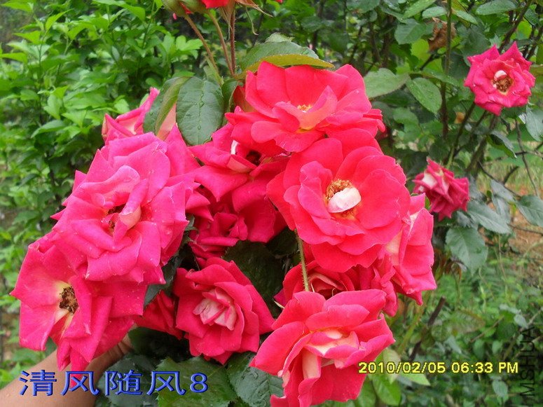 �𱳴���ľ״�¼�11 (6).jpg