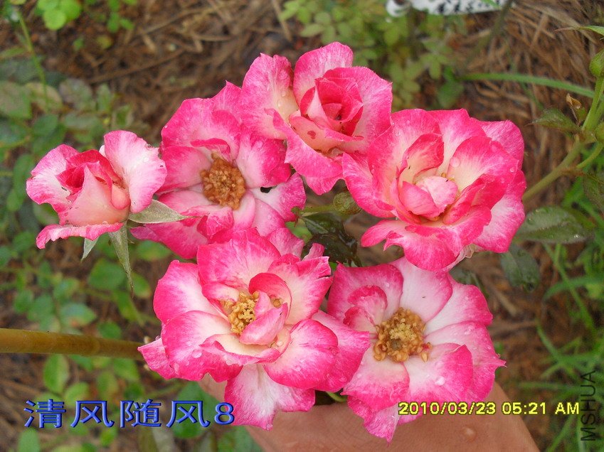 ��˹��11 (7).jpg