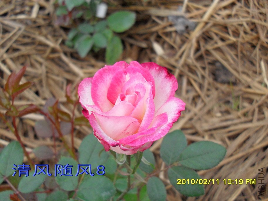 ��˹��11 (3).jpg