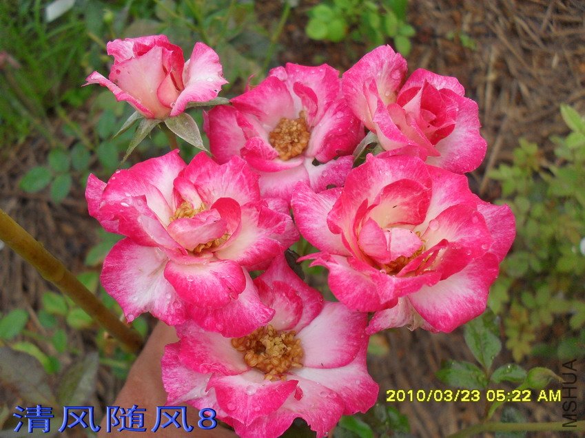 ��˹��11 (8).jpg