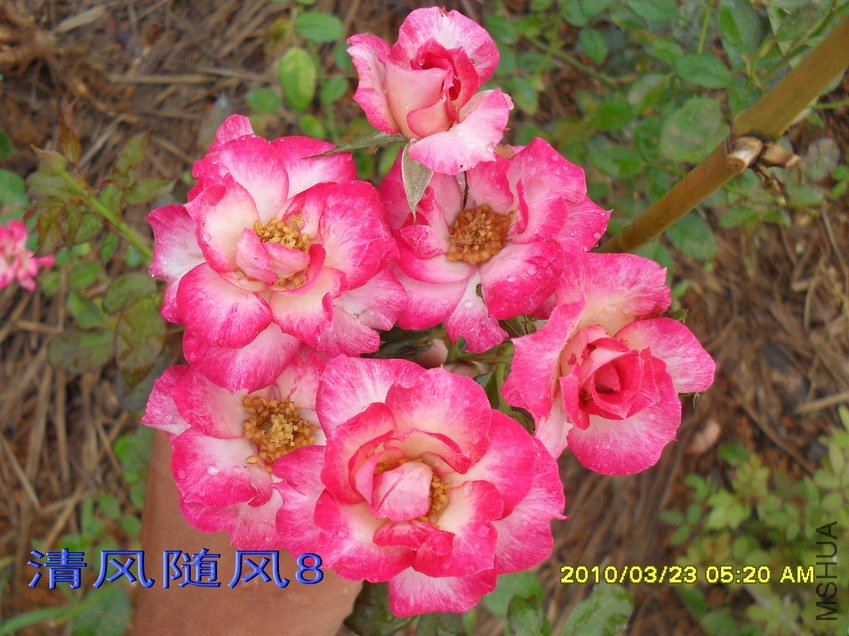 ��˹��11 (5).jpg