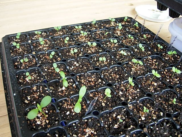 DSCN7354.JPG