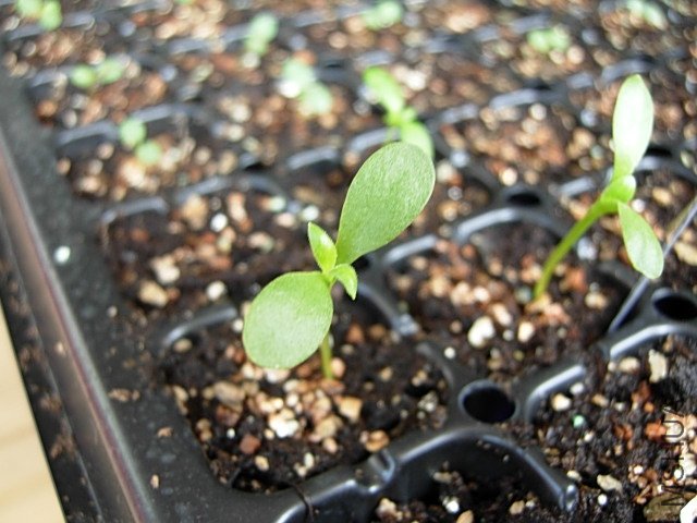 DSCN7360.JPG