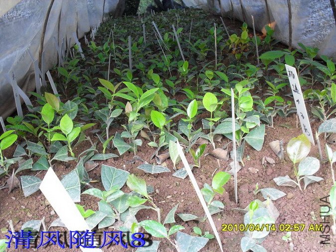 �軨Ǥ���紲