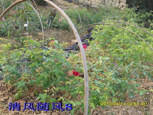 ��Ⱥ��ǰ�����Ϻɵ�