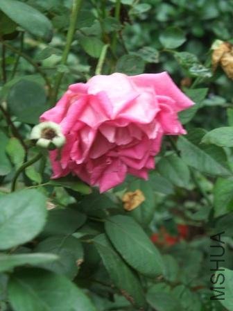 DSCF3052.JPG