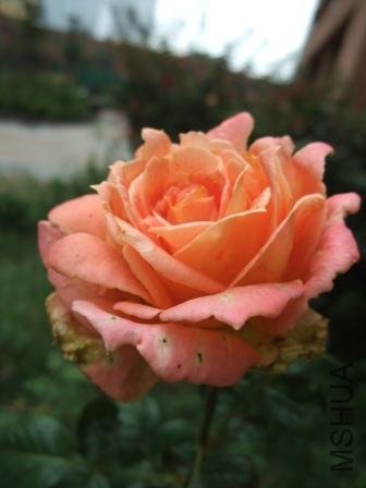 DSCF3049.JPG