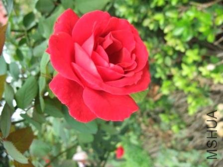 DSCF3063.JPG