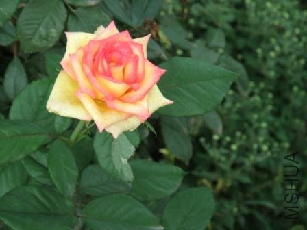 DSCF3058.JPG