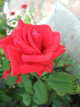 DSCF3095.JPG
