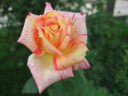 DSCF3091.JPG