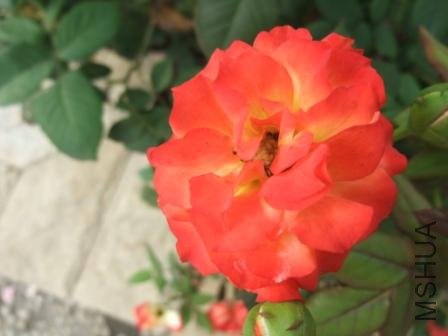 DSCF3084.JPG