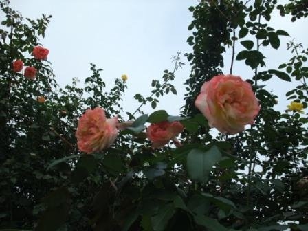 DSCF3160.JPG