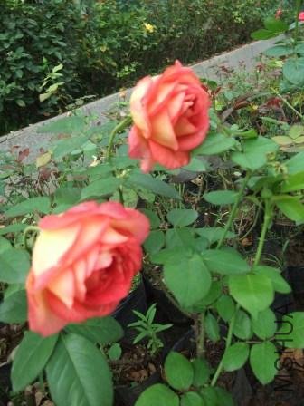 DSCF3113.JPG