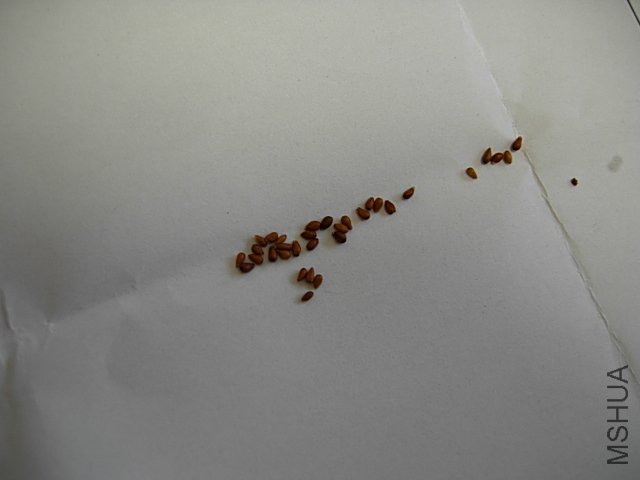 DSCN7367.JPG