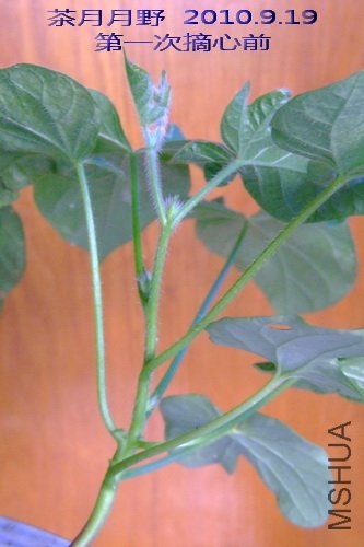 2010��9��19�� ������Ұ ��һ��ժ��ǰ.jpg