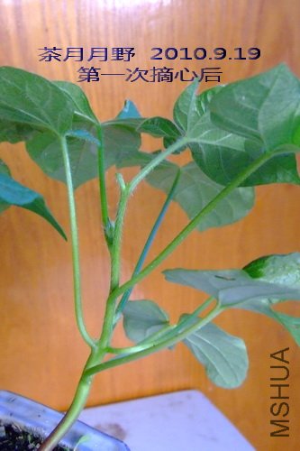 2010��9��19�� ������Ұ ��һ��ժ�ĺ�.jpg