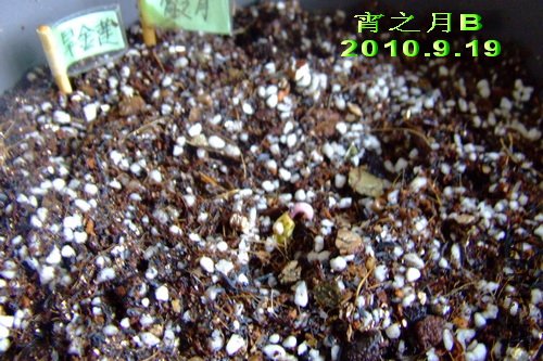 2010��9��19�� ��֮�� B.jpg