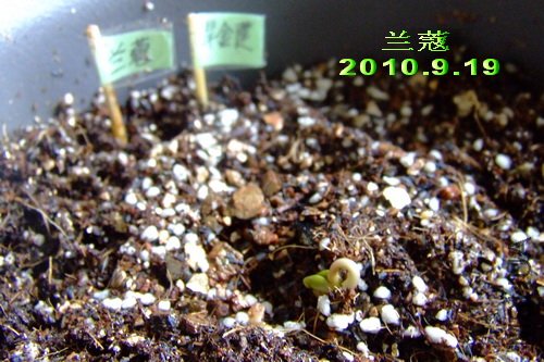 2010��9��19�� ��ޢ.jpg