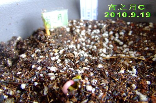 2010��9��19�� ��֮��C.jpg