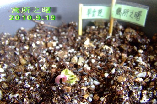 2010��9��19�� Ԣ��֮��.jpg