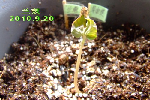 2010��9��20�� ��ޢ.jpg