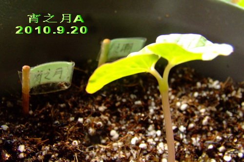 2010��9��20�� ��֮�� A.jpg