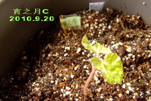 2010��9��20�� ��֮�� C.jpg