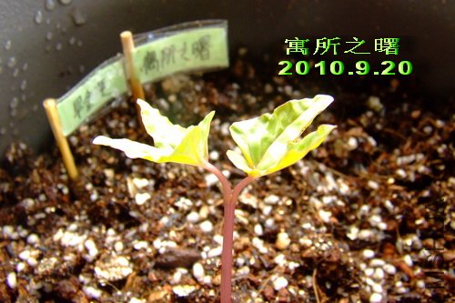 2010��9��20�� Ԣ��֮��.jpg