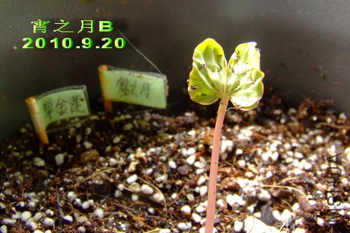 2010��9��20�� ��֮�� B.jpg