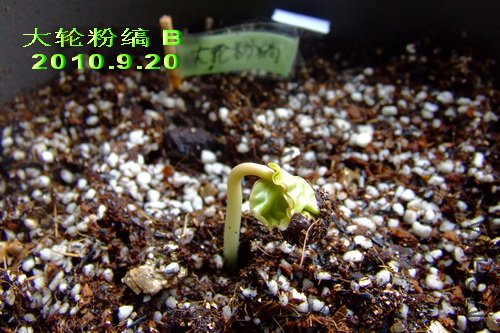 2010��9��20�� ���ַ��� B.jpg