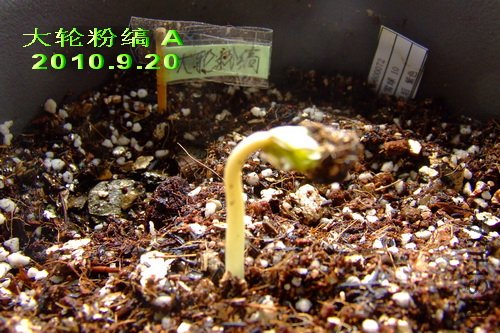 2010��9��20�� ���ַ��� A.jpg