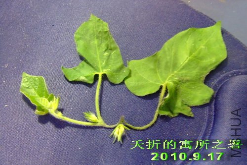 ز�۵�Ԣ��֮�� 2010��9��17��.jpg