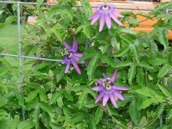 ��Щ����ࡣ