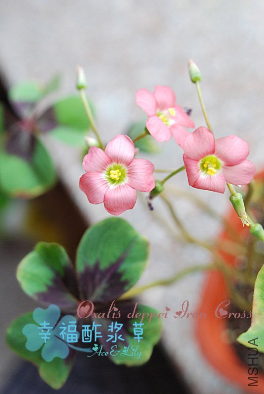 Oxalis-deppei-Iron-Cross100922.jpg