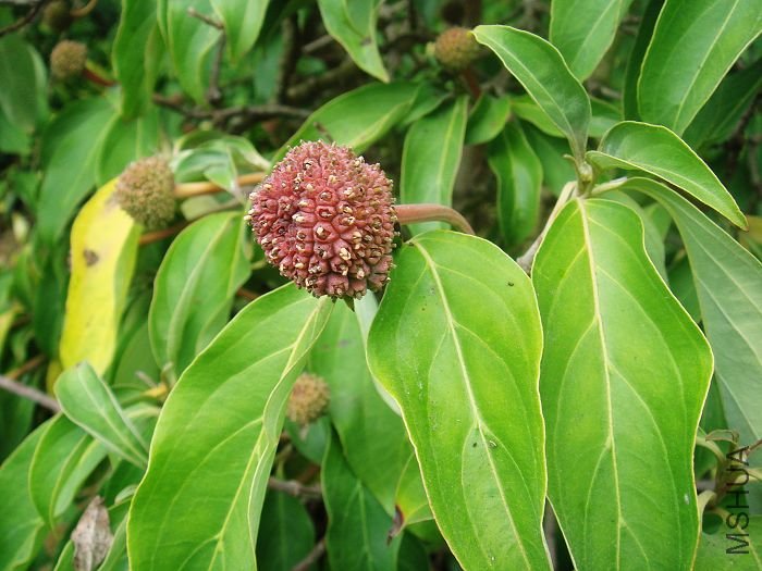 �����ջ��Ĺ�  DSC02088.jpg