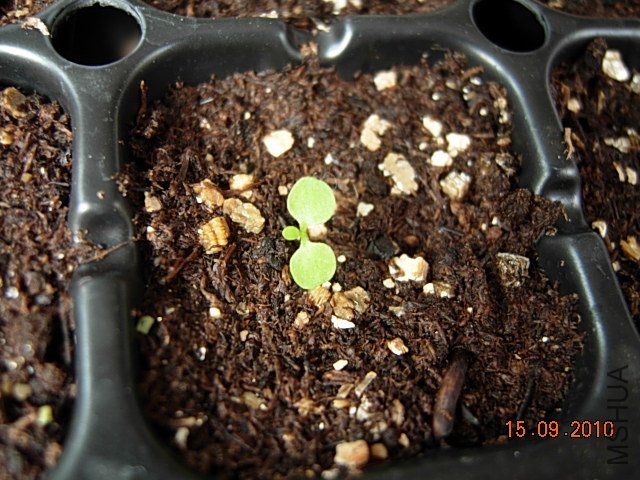 DSCN7329.JPG