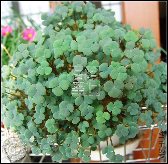 Oxalis  convexula  