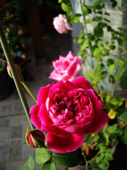 IMGP8518.jpg