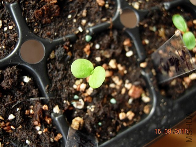 DSCN7325.JPG