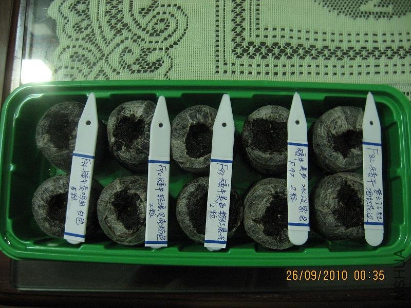 20100925��ţ.jpg